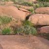 Typical cactus and grasses on the rim (photo by Ken Lund)