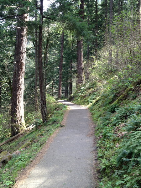 The Trail to Wahkeena Falls