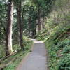 The Trail to Wahkeena Falls