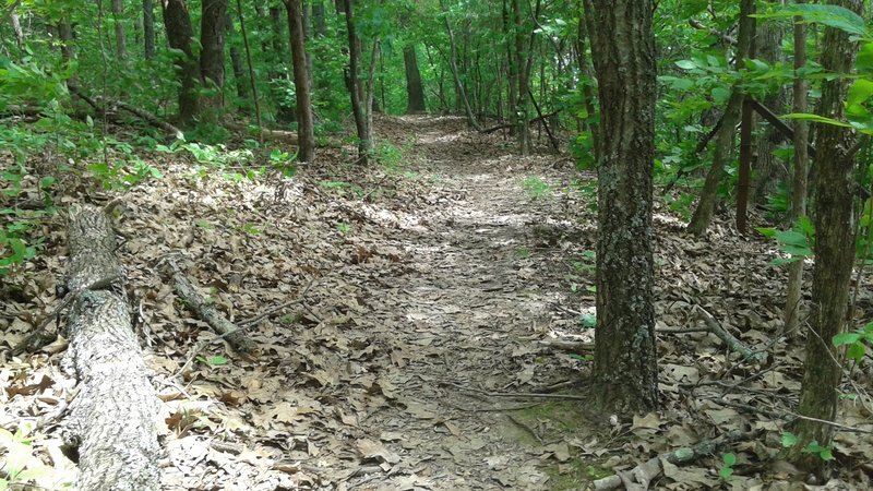 Plenty of eastern hardwoods.