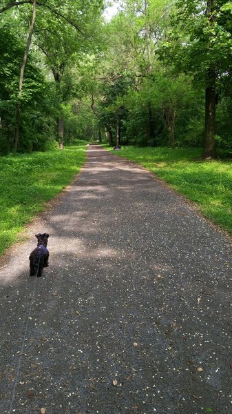 An early spring glimpse of the Exeter Scenic River Trail before it becomes overgrown in the summer. The trail is fairly level making it great for a causal outing.