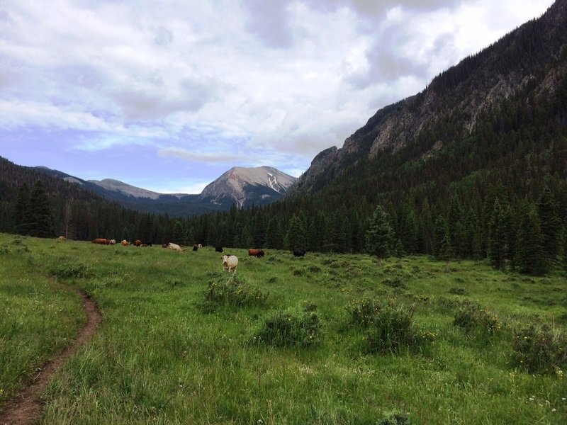 The cows watching...watching...