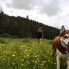 Lush grass through Horse Thief Meadows