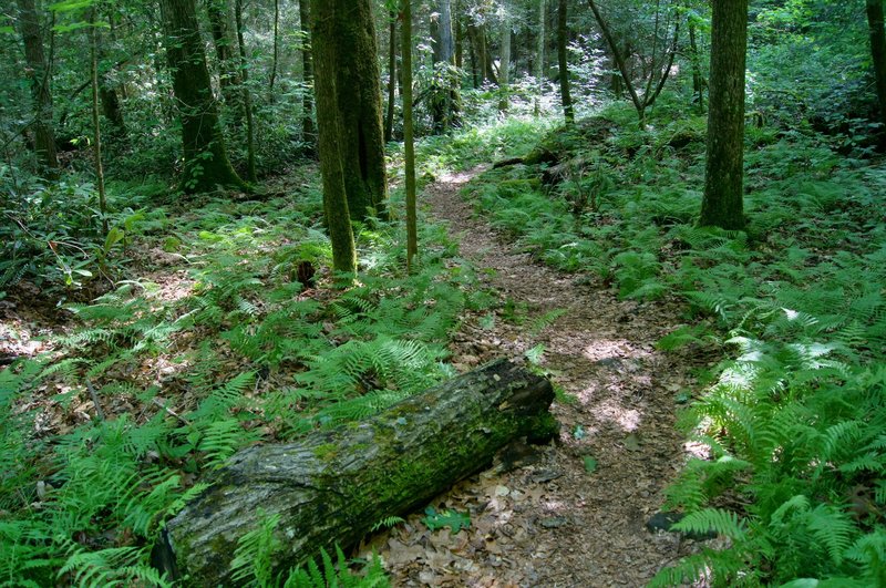 In the green depths of Swift Camp Creek Gorge