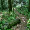 In the green depths of Swift Camp Creek Gorge