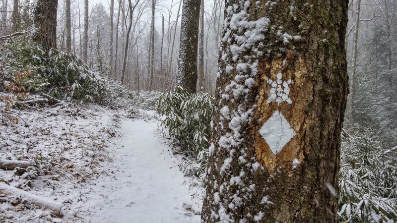 Valentine's Day run along the Sheltowee