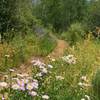 Great wildflowers in early July