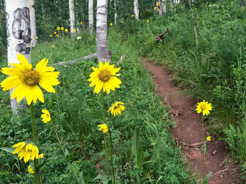 Flowers up to eye-level!