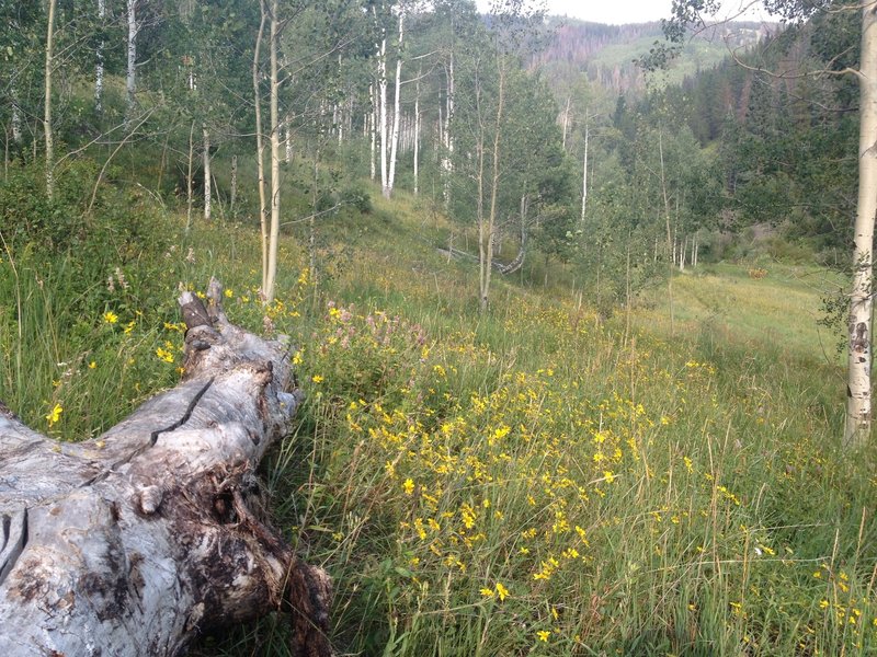 A nice open meadow where the trail meets the creek.