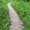 Elevated wooden tread along the Sore Heel Trail