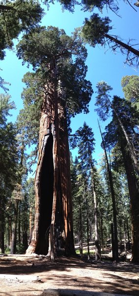 Congress Trail, Sequoia National Park