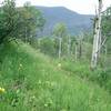 The start of the aspen groves along the North Trail