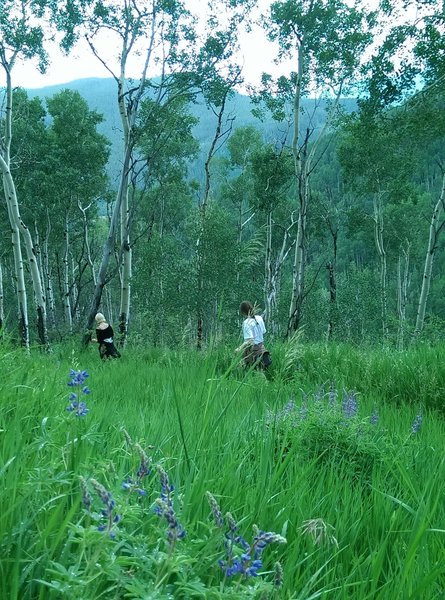 Hikers enjoying the July lupine flowers