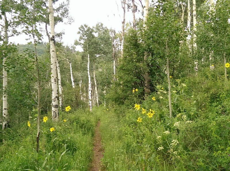 The grasses and wildflowers start to encroach a bit on the trail