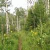 The grasses and wildflowers start to encroach a bit on the trail