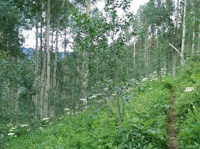 Queen Anne's Lace in profusion!