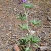 Wild Lupine