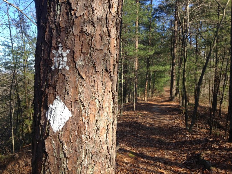 Turtle blaze along the Sheltowee Trace on Pinch Em Tight Ridge