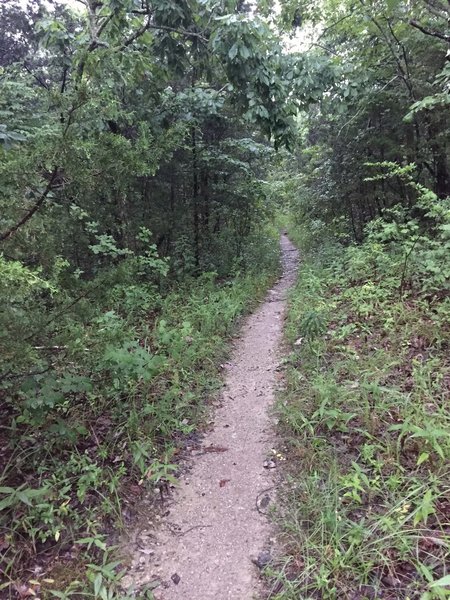 Well packed section of the Shovelton Trail