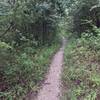 Well packed section of the Shovelton Trail