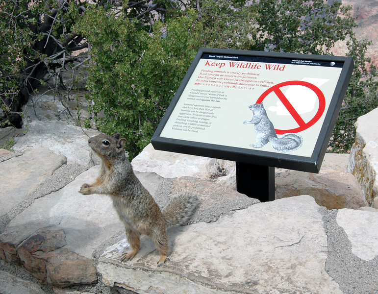 Grand Canyon Nat. Park: Rock Squirrel