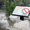 Grand Canyon Nat. Park: Rock Squirrel