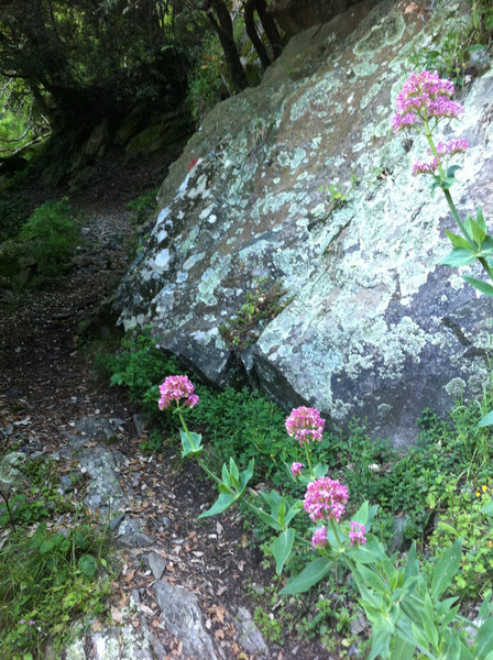 Wildflowers along the trail