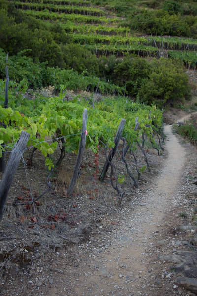 Vineyards along the trail