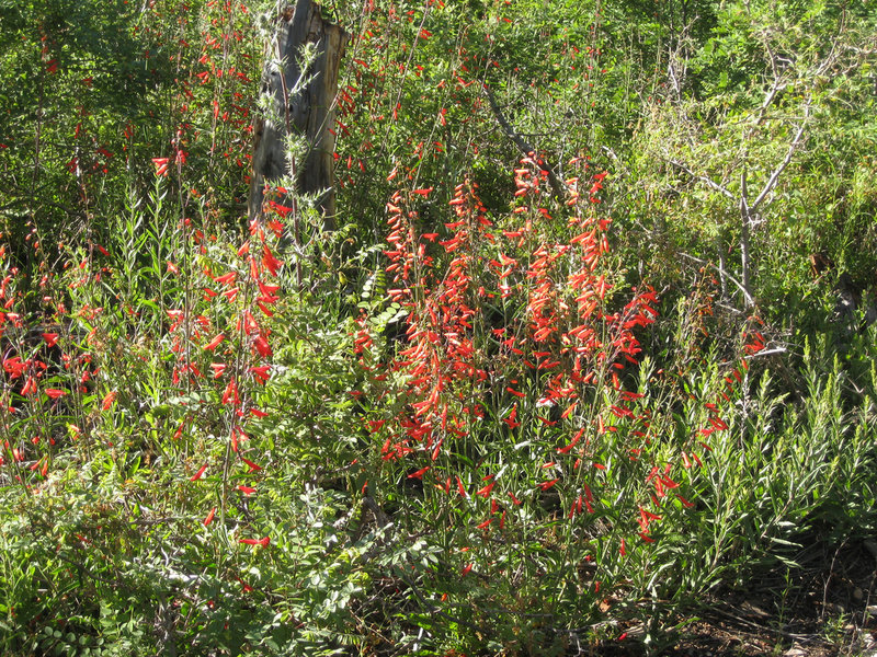 Saddle Mountain wildflowers (photo by brewbooks)