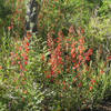 Saddle Mountain wildflowers (photo by brewbooks)