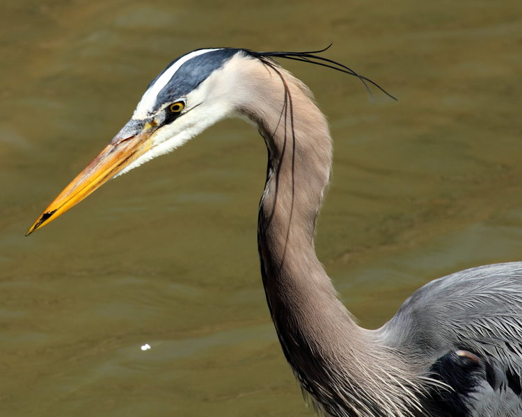 Great Blue Heron closeup