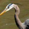 Great Blue Heron closeup