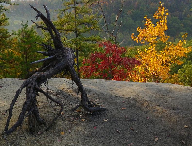 Fall colors in the gorge.