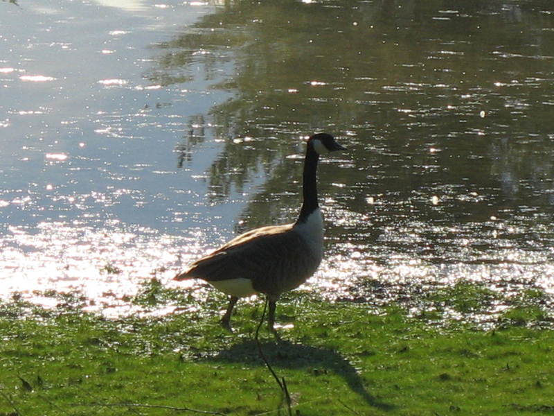 Happy home for geese