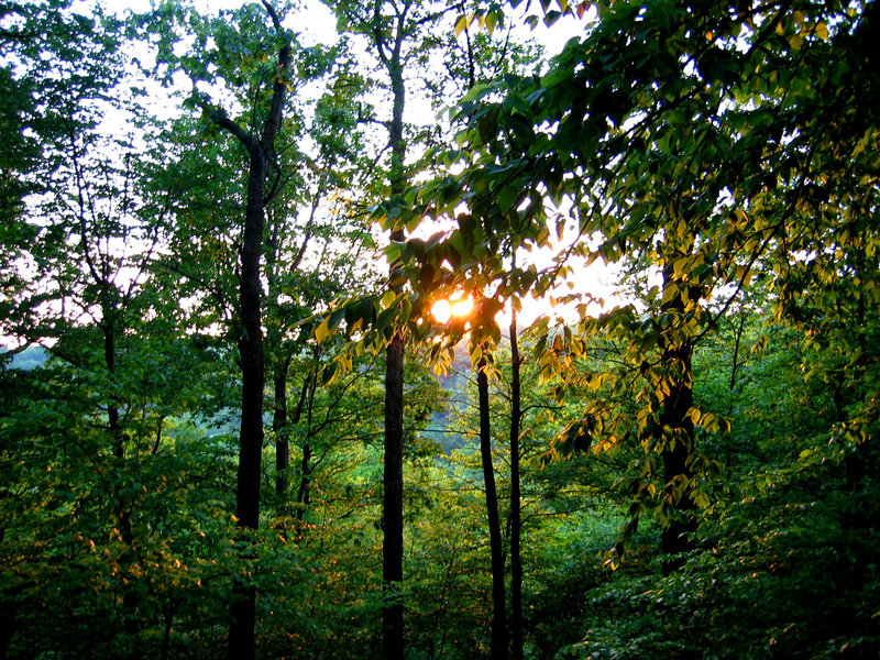 Sunset along the Forest Trail