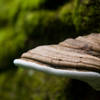 Mushroom on a mossy log