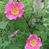 Wild rose bushes flourish along the trail.