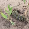 Hera Buckmoth caterpillar digging a hole from where it will emerge later this season as a moth. Quite alien looking with its yellow circles and its spiky spines.