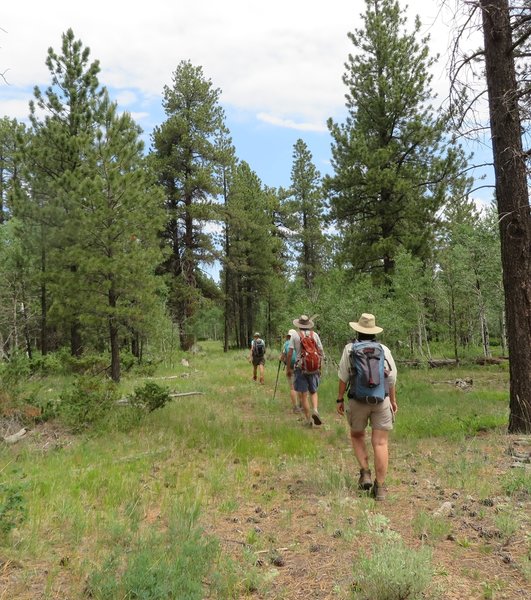 Blue sky, friends to hike with and a pretty pine forest. Gotta love Colorado!