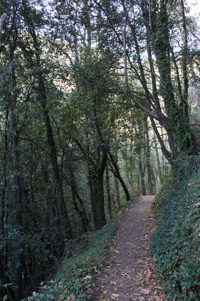 Holm oak and pine forest