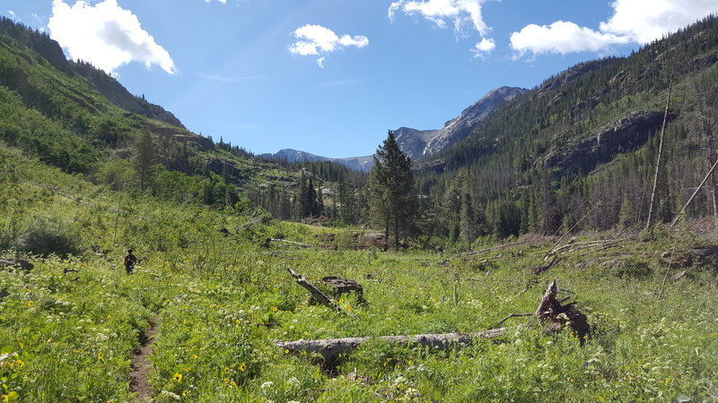 A meadow full of flowers