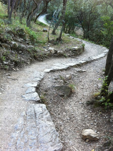 Winding through the olive trees