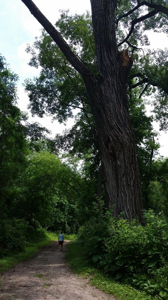 Walking next to large tree on the Eagle Point Lake Loop