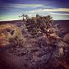 Eagle's Nest summit tree.