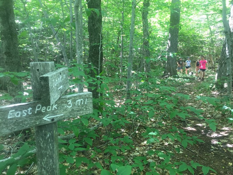 At the intersection of Copple Crown Trail and Copple Crown East Peak.