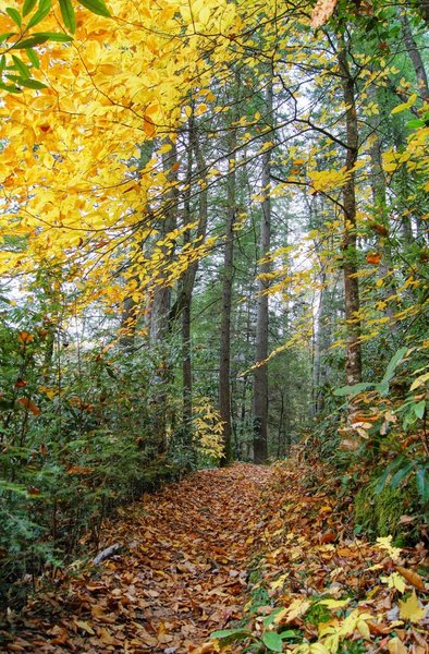 Autumn along Swift Camp Creek Trail
