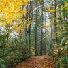 Autumn along Swift Camp Creek Trail