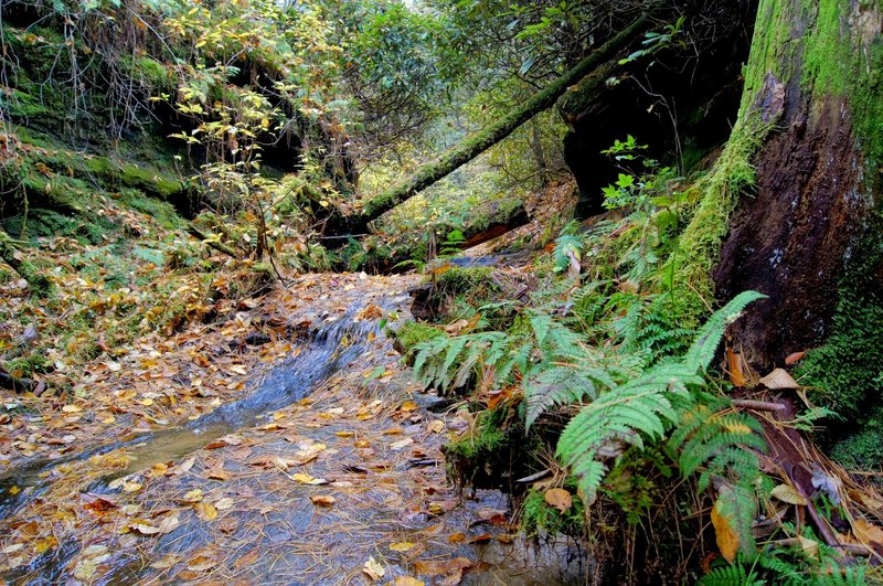 Crossing Bearpen Branch on the Swift Camp Creek Trail