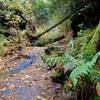 Crossing Bearpen Branch on the Swift Camp Creek Trail