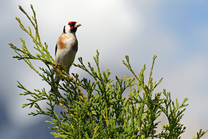 Cardellino